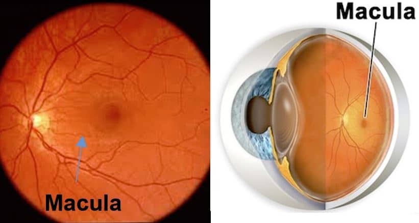 eye macula